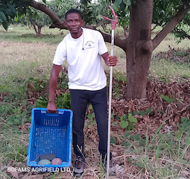 daniel-harvesting-mangoes
