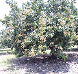 flowering-mango-plant