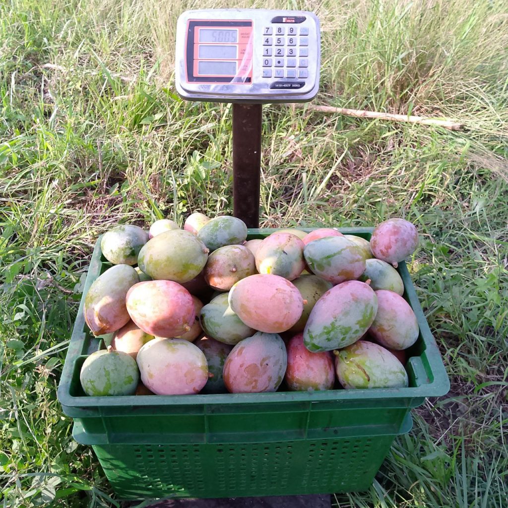 Mangoes on Sacle from Bofams Agrifield