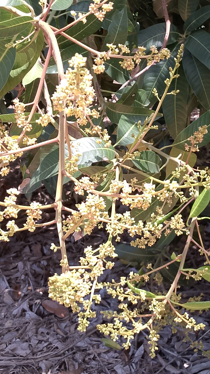 Flowering Kent vs Keitt