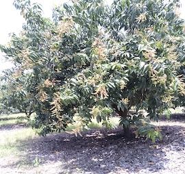 Flowering Kent and Keitt Mango plant