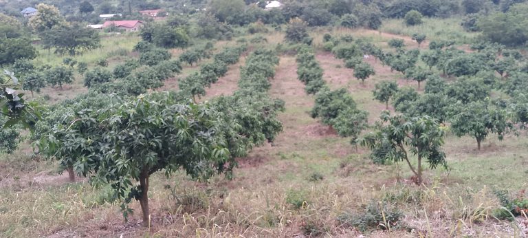 IMG_20250708_164444_031@-1893620638 (2)