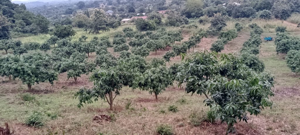 Volta Mango farm of Bofams Agrifield