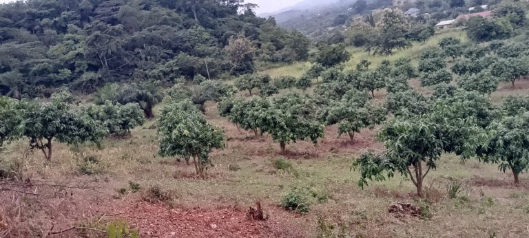 IMG_20250708_164513_959@-1831332012 (2)