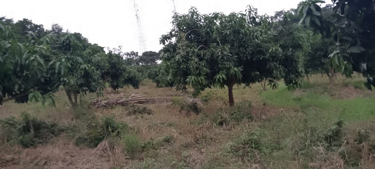 IMG_20250708_164854_887@-2029223250 (2)