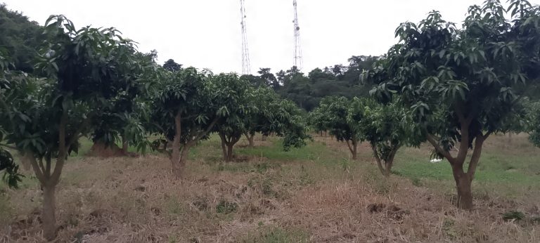 IMG_20250708_164932_816@-19566251 (2)