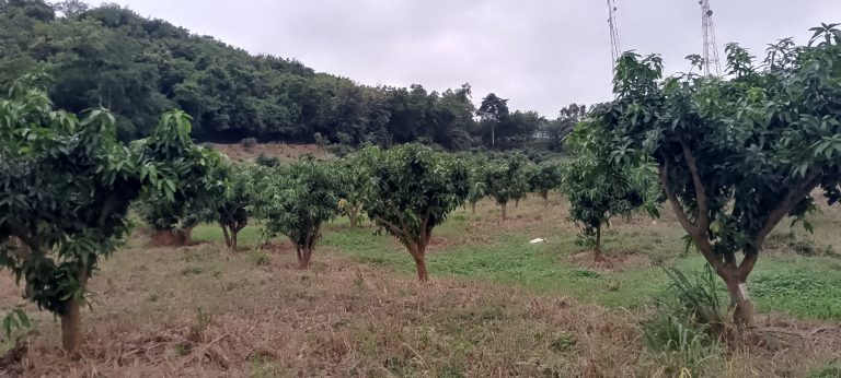 IMG_20250708_164954_405@982865009 (2)