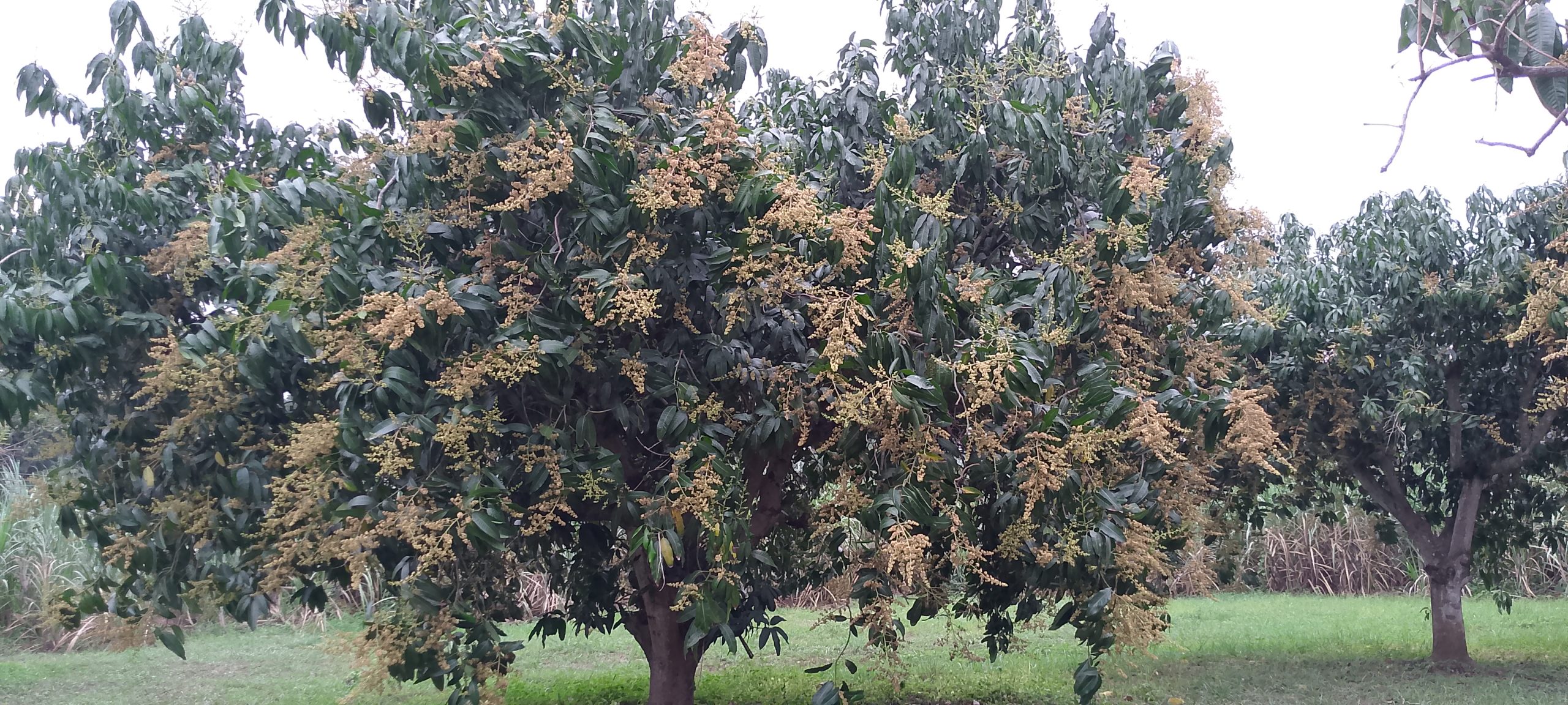 Flowering Mango
