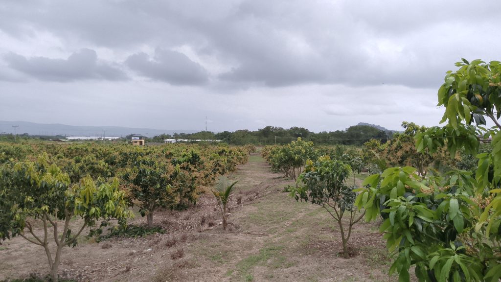 Mango farm of Bofams Agrifield