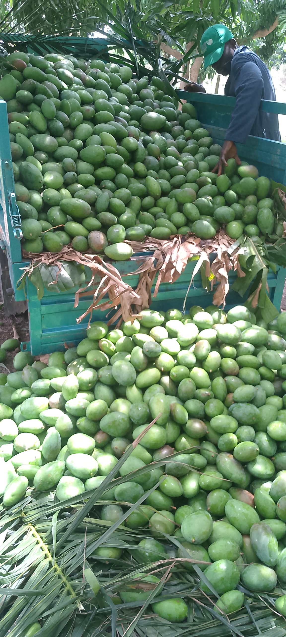 Dodu Mangoes