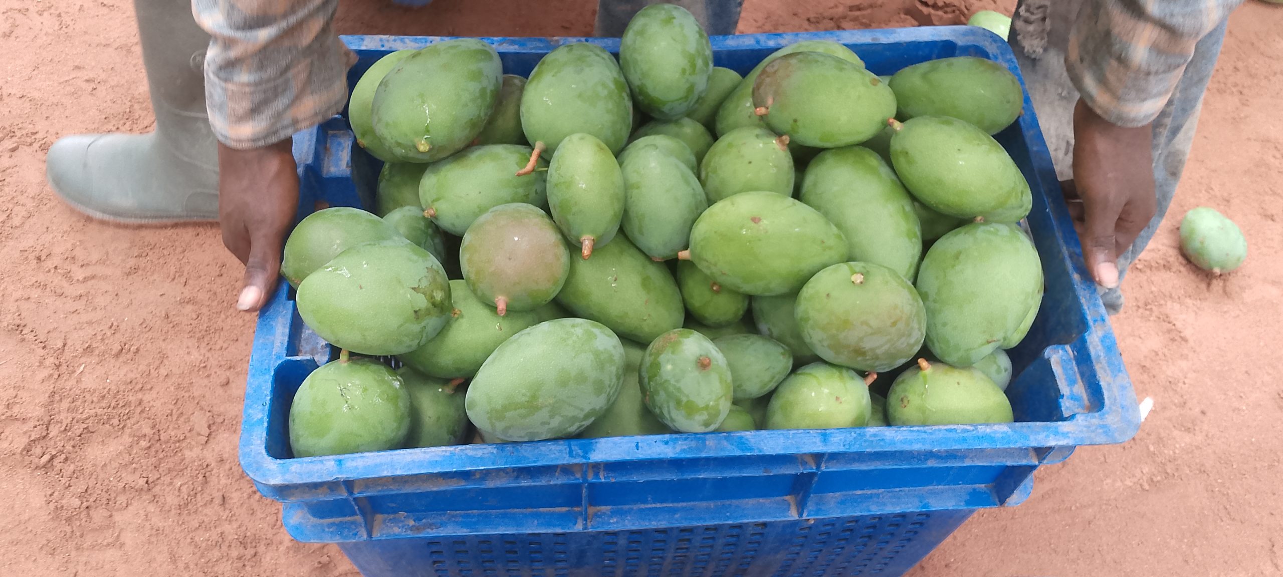 Dodu Mangoes