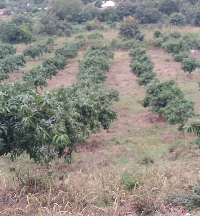 IMG_20250708_164444_031@-1893620638 (2)