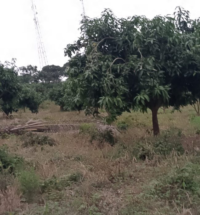 IMG_20250708_164854_887@-2029223250 (2)